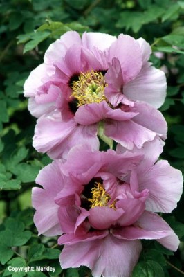 Paeonia suffruticosa-Sorten