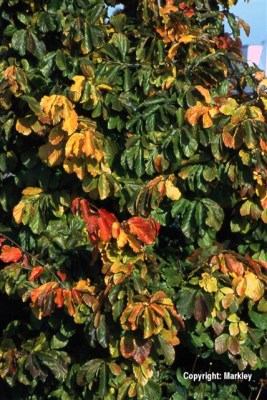 Parrotia persica