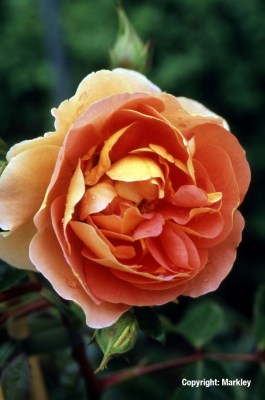 Rosa 'Pat Austin' -R-