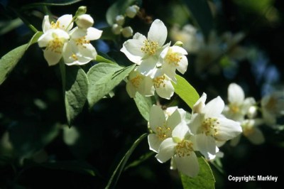 Philadelphus coronarius