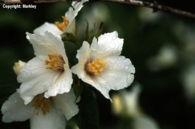 Philadelphus 'Dame Blanche'