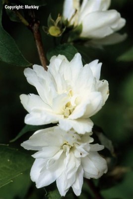 Philadelphus 'Schneesturm'