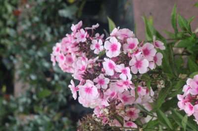 phlox_paniculata_bright_eyes