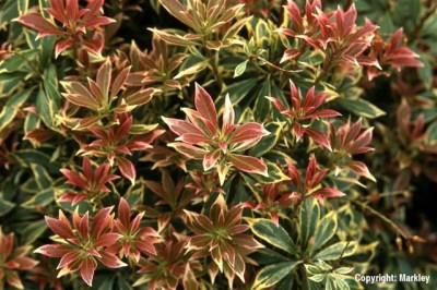 Pieris japonica 'Variegata'
