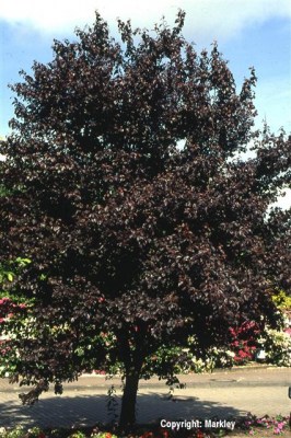 Prunus cerasifera 'Nigra'