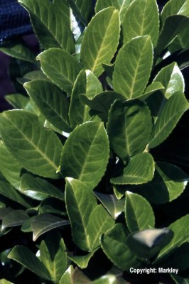 Prunus laurocerasus 'Rotundifolia'