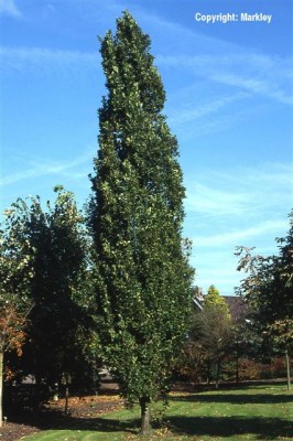 Quercus robur 'Fastigiata'