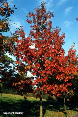 Quercus rubra
