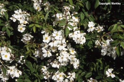 Rosa arvensis