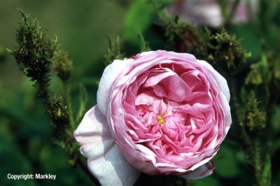 Rosa centifolia muscosa