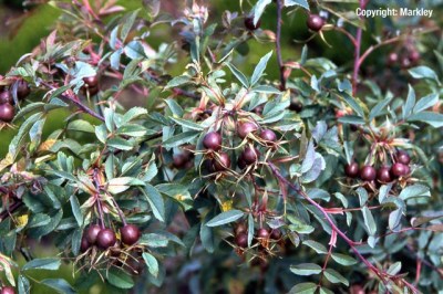 Rosa glauca