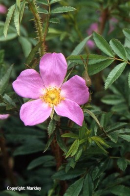 Rosa nitida