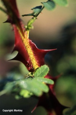 Keine Abbildung zugeordnet Rosa omeiensis 'Pteracantha'