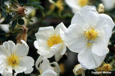 Rosa pimpinellifolia