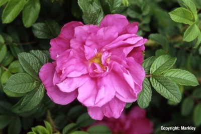 Rosa rugosa 'Pink Grootendorst'