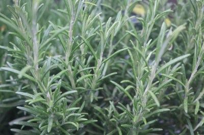 Keine Abbildung zugeordnet 