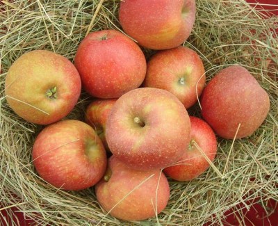 Malus 'Roter Boskoop'