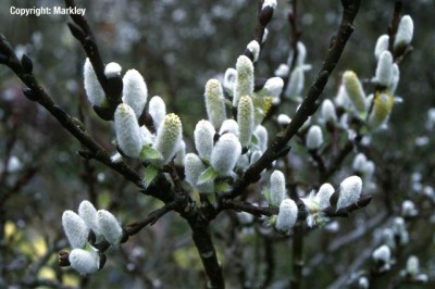 Salix hastata 'Wehrhahnii'