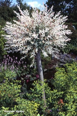 Salix integra 'Hakuro Nishiki'