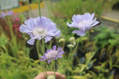 scabiosa_caucasica_perfecta