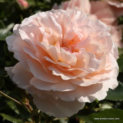 Rosa 'Sebastian Kneipp' -R-