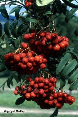 Sorbus aucuparia var. edulis