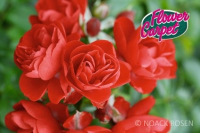 Rosa 'Sorrento'   - R -