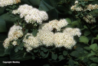 Spiraea betulifolia