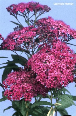 Spiraea bumalda 'Anthony Waterer'