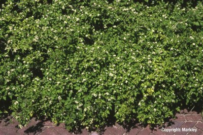 Stephanandra incisa 'Crispa'