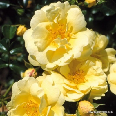 Rosa 'Sunny Rose' -R-