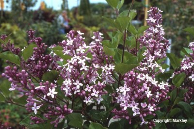 Syringa meyeri 'Palibin'