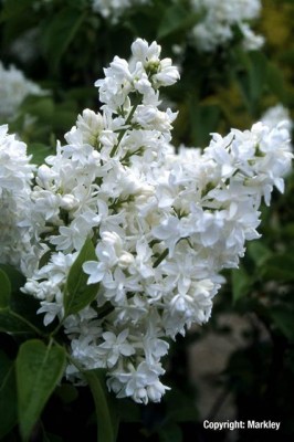 Syringa vulgaris 'Mme Lemoine'