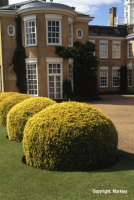 Taxus baccata 'Semperaurea'