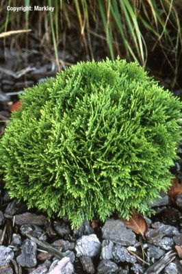 Thuja occidentalis 'Danica'