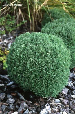 Thuja occidentalis 'Teddy'