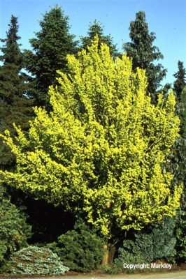 Ulmus hollandica 'Wredei'