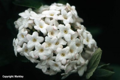 Viburnum burkwoodii 'Anne Russel'