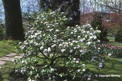 Viburnum carlesii