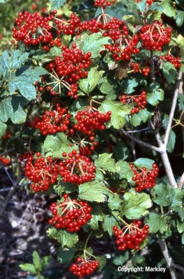 Viburnum opulus