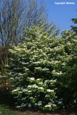 Viburnum plicatum