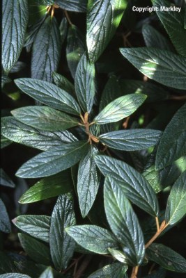 Viburnum pragense 'Pragense'