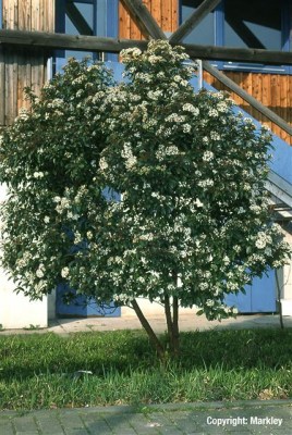 Viburnum tinus