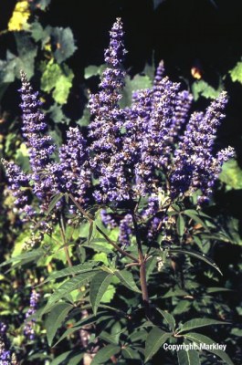 Vitex agnus-castus