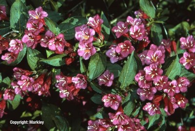 Weigela 'Bristol Ruby'