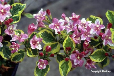 Weigela florida 'Nana Variegata'