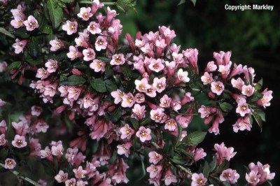 Weigela florida 'Purpurea' ('Foliis Purpureis')
