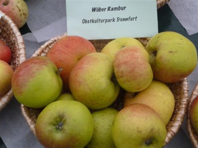 Malus 'Wöbers Rambour'