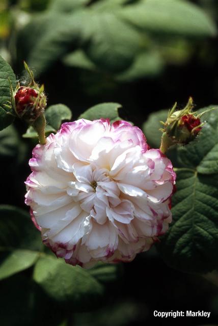 Rosa damascena 'Leda'