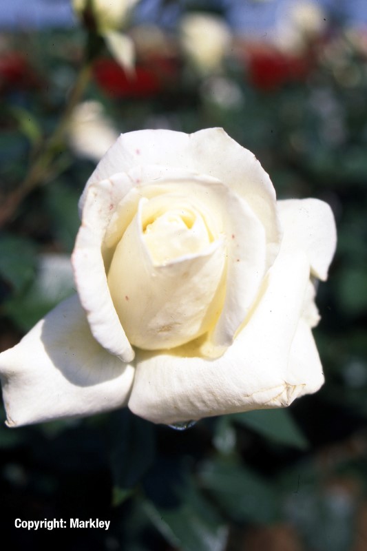 Rosa 'Roy Black' -R-